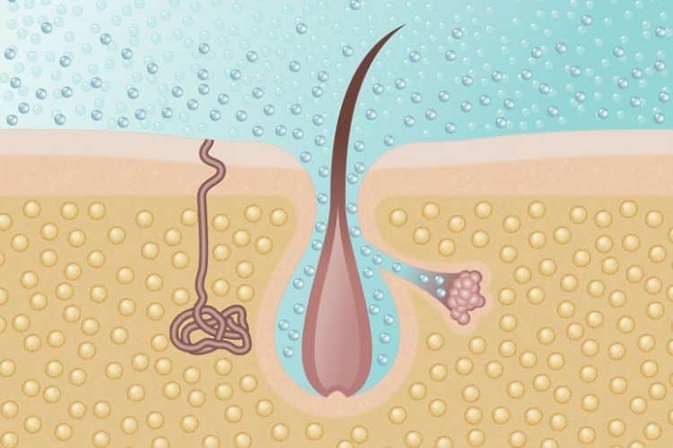 Microsilk microbubbels dringen tot diep door in de huid